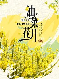 油菜花开