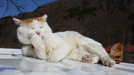 睡猫