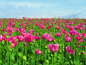 花田