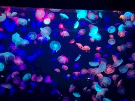 水母