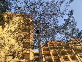建筑与树摄影