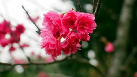 红樱花