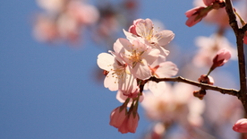 李子花