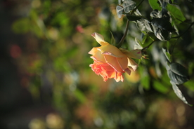 玫瑰  花  浪漫  法式