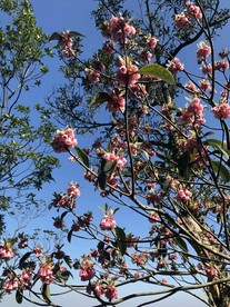 吊钟花
