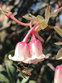 吊钟花