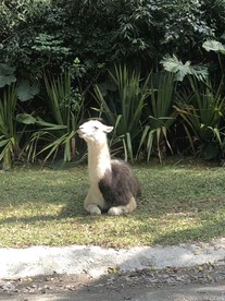 羊驼