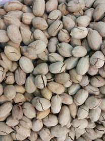 碧根果 坚果 食物 美食