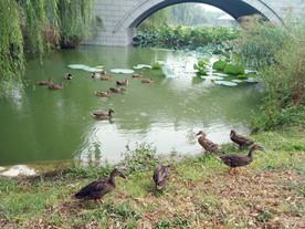 水鸭天堂