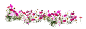 波斯菊  鲜花素材png