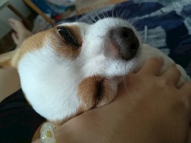 爱撒娇的狗子