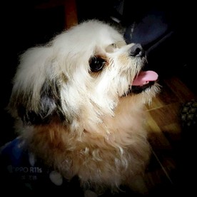 狗