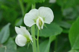 豌豆花