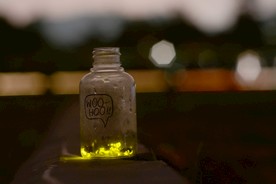 萤火虫