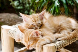 可爱的小动物小猫