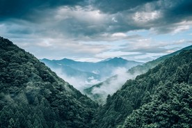 森林图片