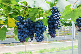 葡萄
