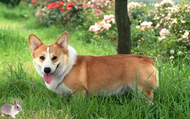 狗嘴下的野兔图片