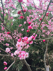 盛开的梅花