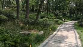 宁静的校园小路
