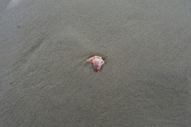 沙滩贝壳