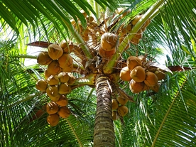 椰子树