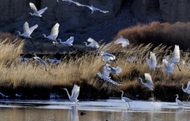 鸟类 白鹭 水 鹭 动物 白鹭