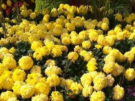 菊花