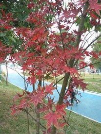 枫树