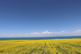 青海湖畔油菜花