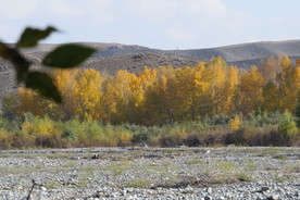 荒山小树