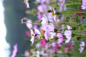 格桑花 植物 紫色 绿化 花草
