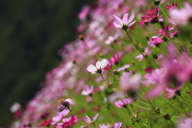 格桑花 植物 紫色 绿化 花草