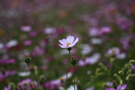 格桑花 植物 紫色 绿化 花草