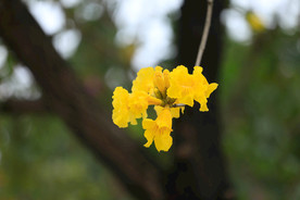 风铃花