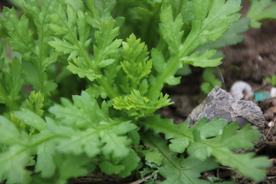 野菜