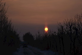 夕阳红