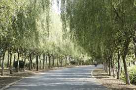 春天柳树