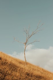 孤树