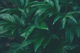雨后的树叶