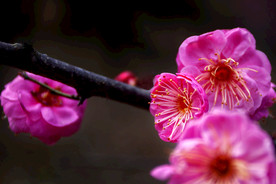 梅花