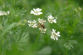 蜜蜂