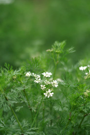 蜜蜂