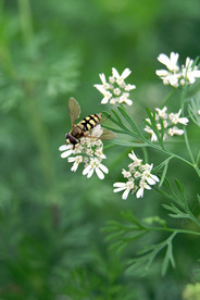 蜜蜂
