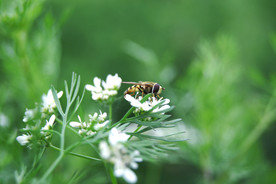 蜜蜂