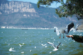 昆明滇池 喂食海鸥