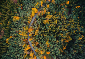 森林道路