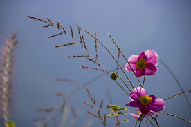 野棉花