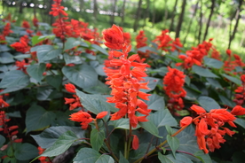 一串红鲜花