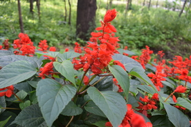 一串红鲜花